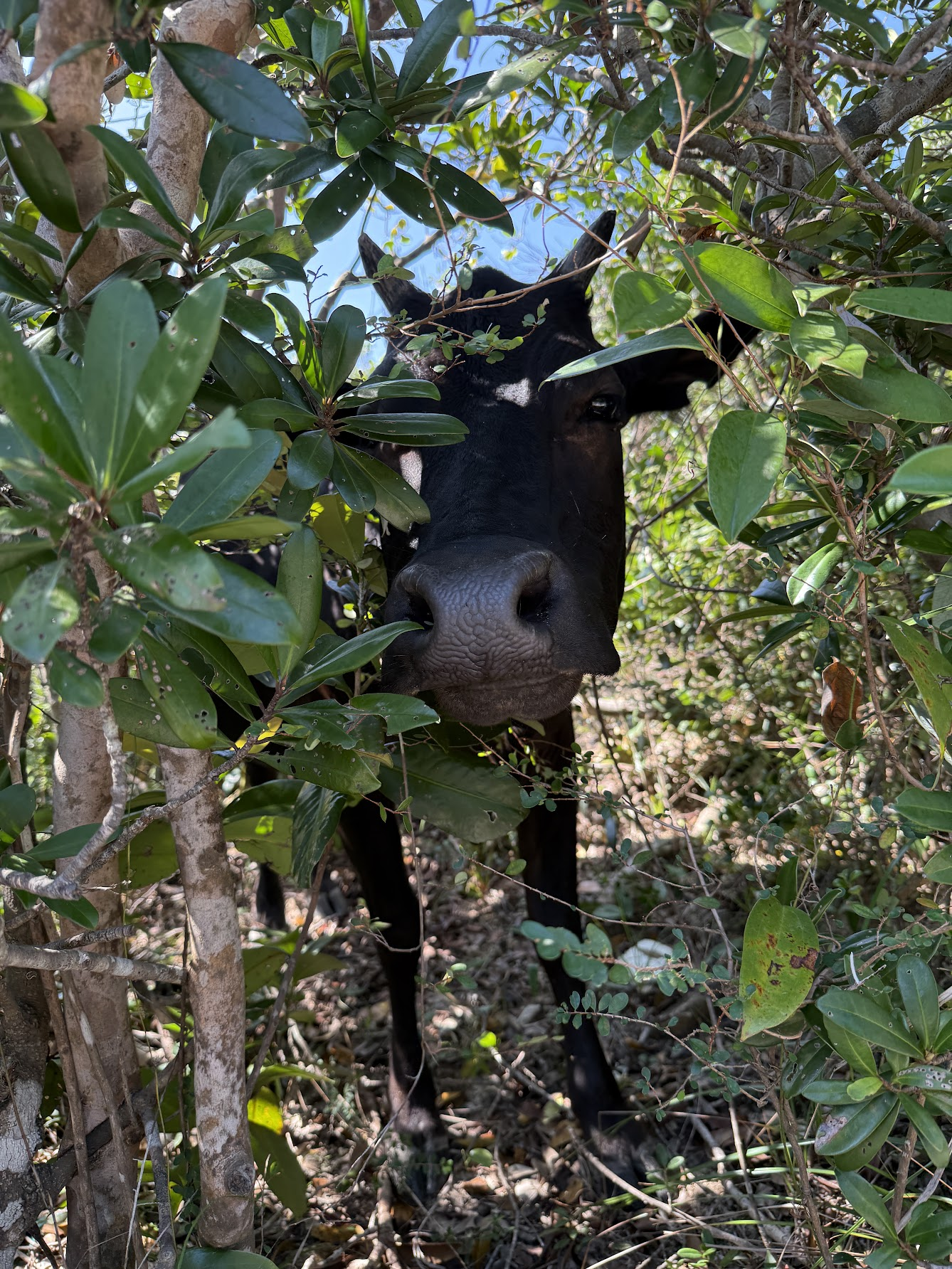 路边看到躲在树丛里的哞哞